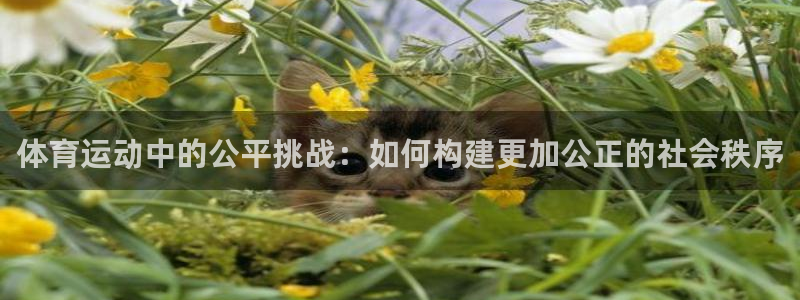 体育运动中的公平挑战：如何构建更加公正的社会秩序